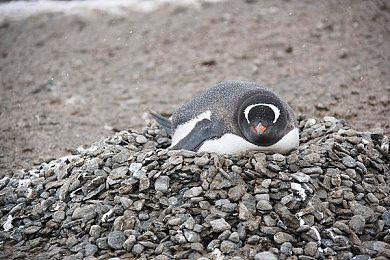 《帝国时代4》冬季更新提前至下周 包含100多项更改及修复